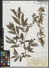 Foto von Salix alba subsp. alba L.
